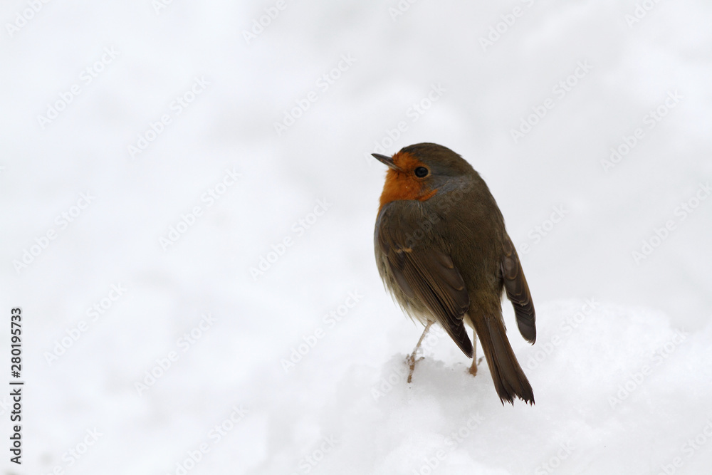 robin in snow robin in snow