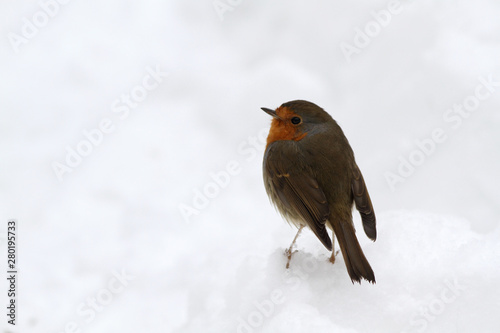 robin in snow © izzet