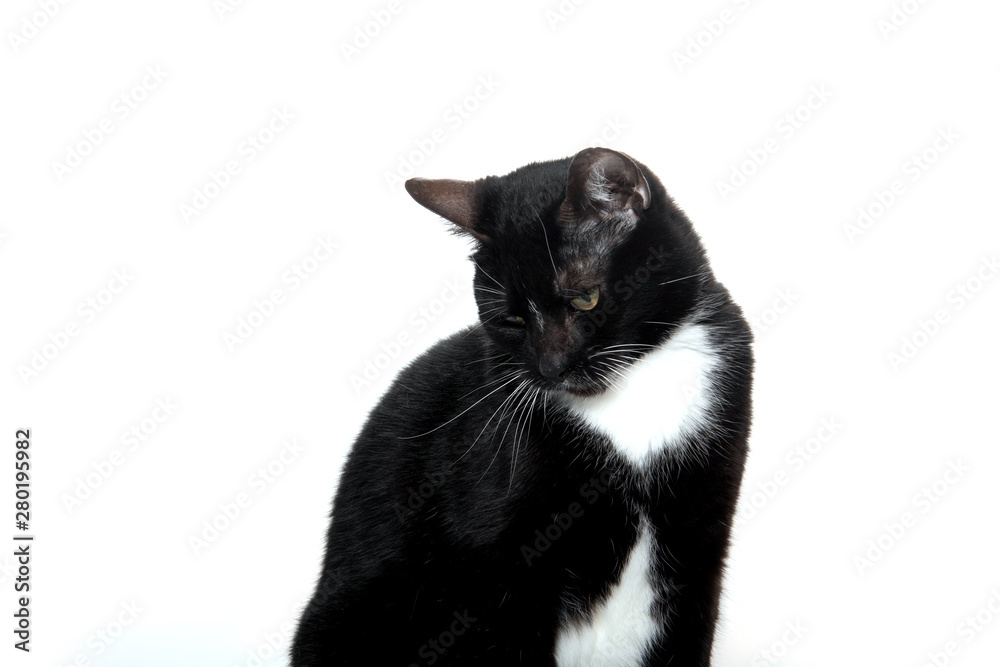 black and white tuxedo cat black and white tuxedo cat