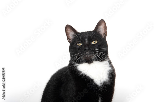 black and white tuxedo cat