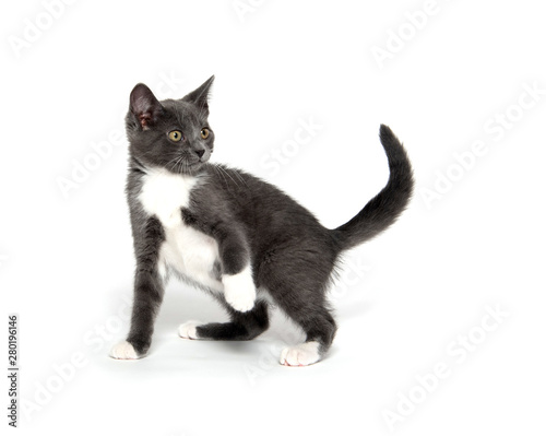 gray and white kitten on white