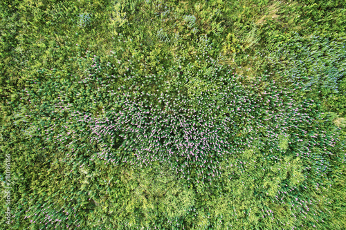 Thickets of flowers filmed with a drone. The view from the top. Beautiful green background