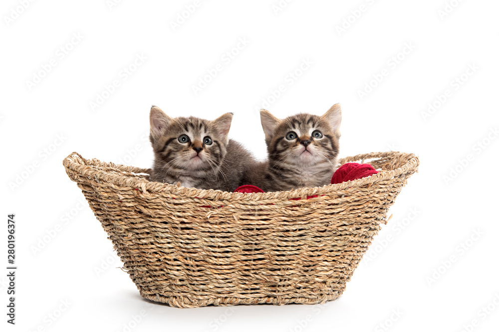 Two tabby kittens in a basket
