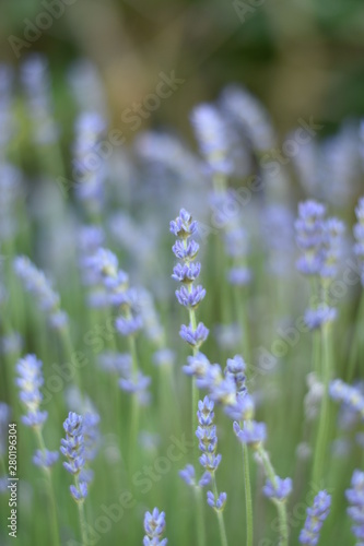 Lavendel (Lavandula angustifolia)
