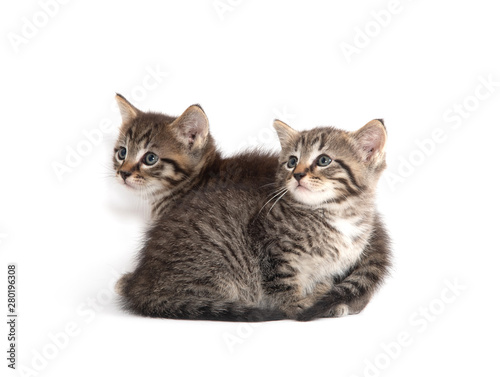 Two tabby kittens on white © Tony Campbell