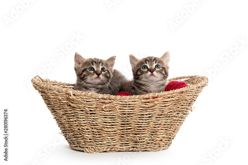 Two tabby kittens in a basket © Tony Campbell