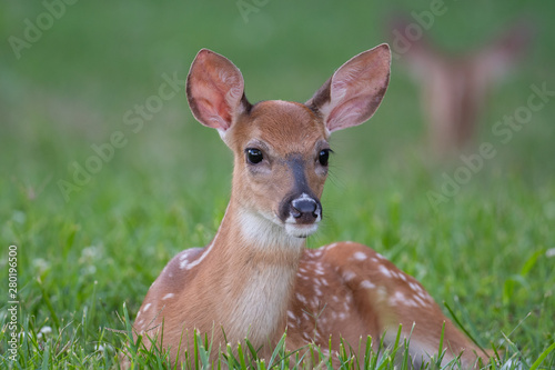 White-tailed deer fawn bedded down in an open meadow