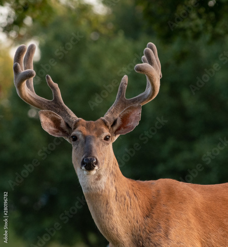 White-tailed deer buck with velvet antlers Fototapeta