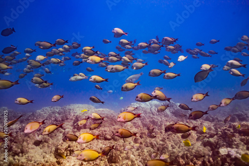 Tropical fish swimming over coral reef