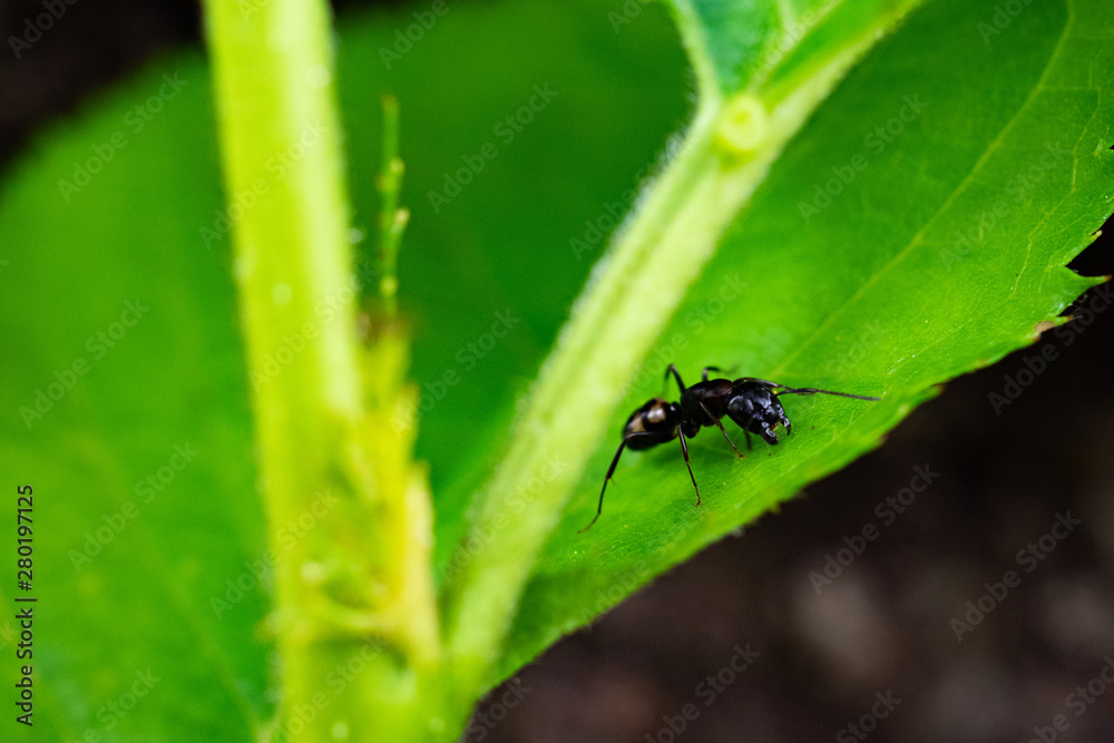 アリ、マクロ撮影