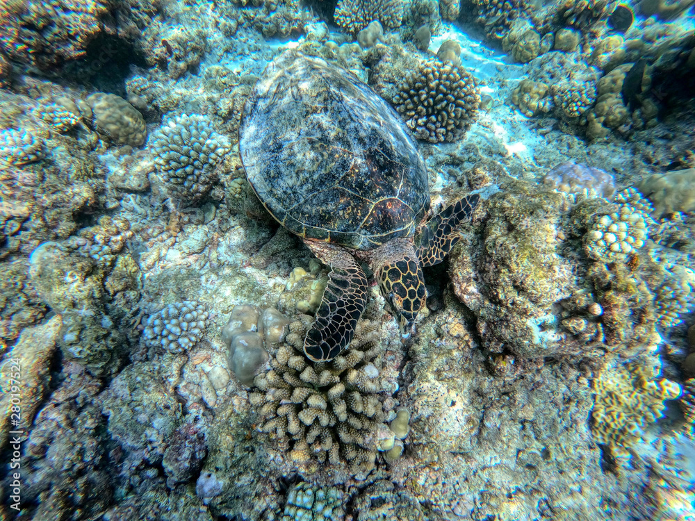 Fototapeta premium This unique photo shows an underwater turtle in the Indian Ocean! the picture was taken in the maldives!
