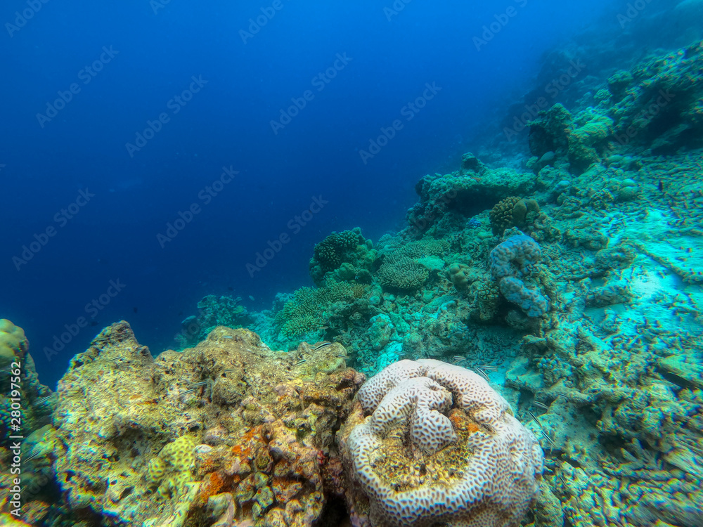 Fototapeta premium In this unique photo you can see the underwater world of the Pacific Ocean in the Maldives! Lots of coral and tropical fish!