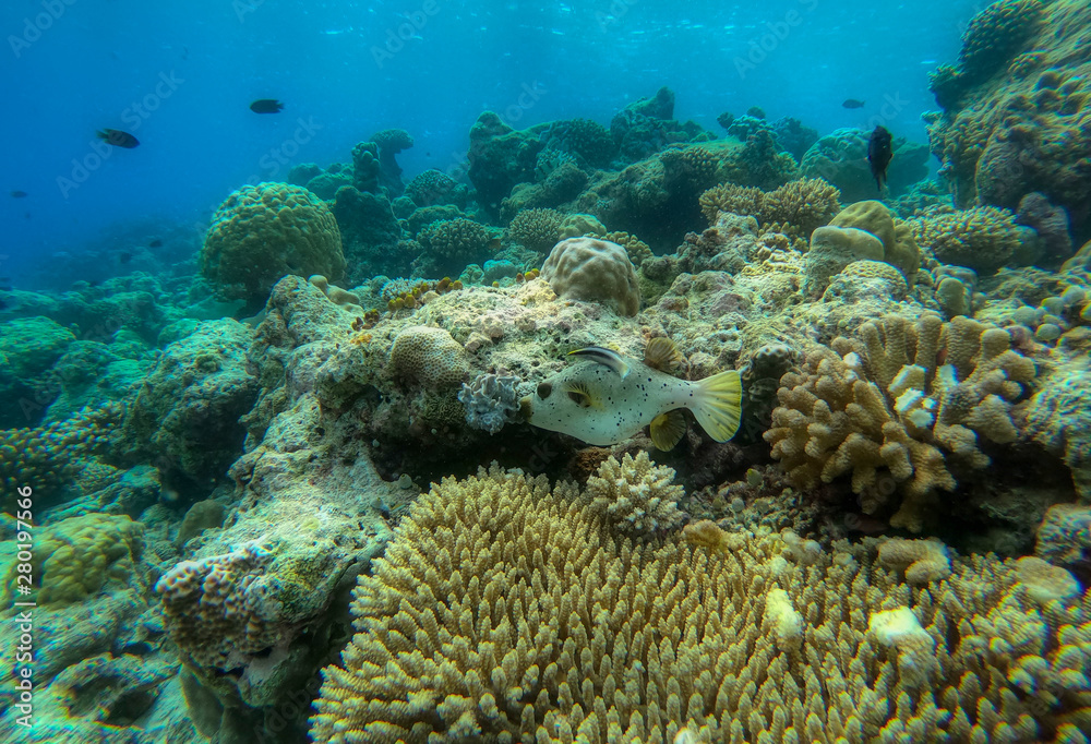Fototapeta premium In this unique photo you can see the underwater world of the Pacific Ocean in the Maldives! Lots of coral and tropical fish!