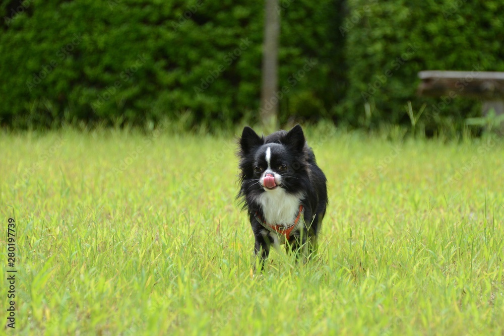 It is a picture of Chihuahuas taking a walk