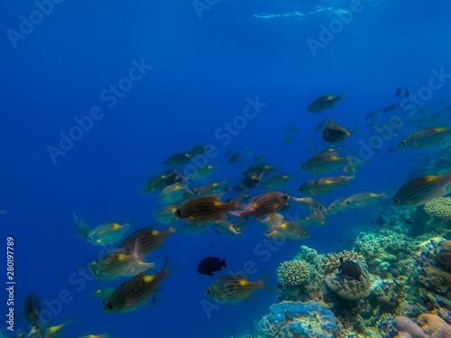 In this unique photo you can see the underwater world of the Pacific Ocean in the Maldives! Lots of coral and tropical fish! © Jonny Belvedere