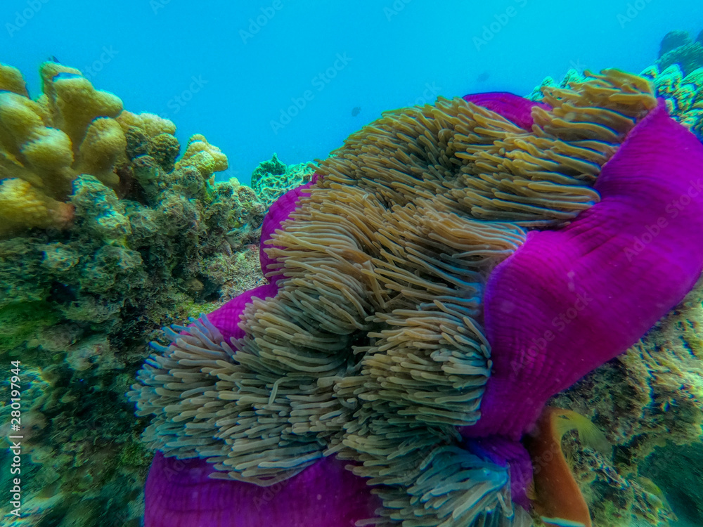 Obraz premium This unique photo shows the lively underwater world of the Maldives with anemones and fish.