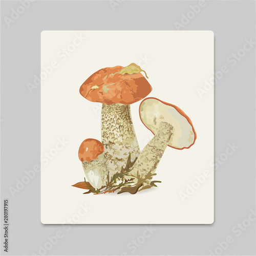 Vector illustration of red edible aspen mushrooms