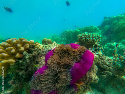 This unique photo shows the lively underwater world of the Maldives with anemones and fish. photo