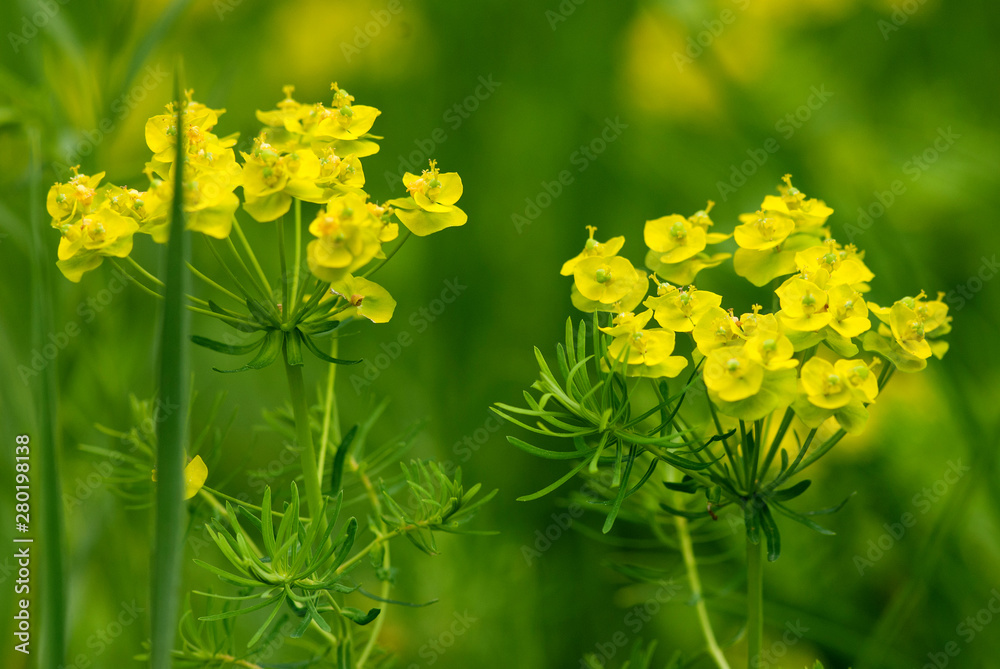 Obraz premium Zypressen - Wolfsmilch