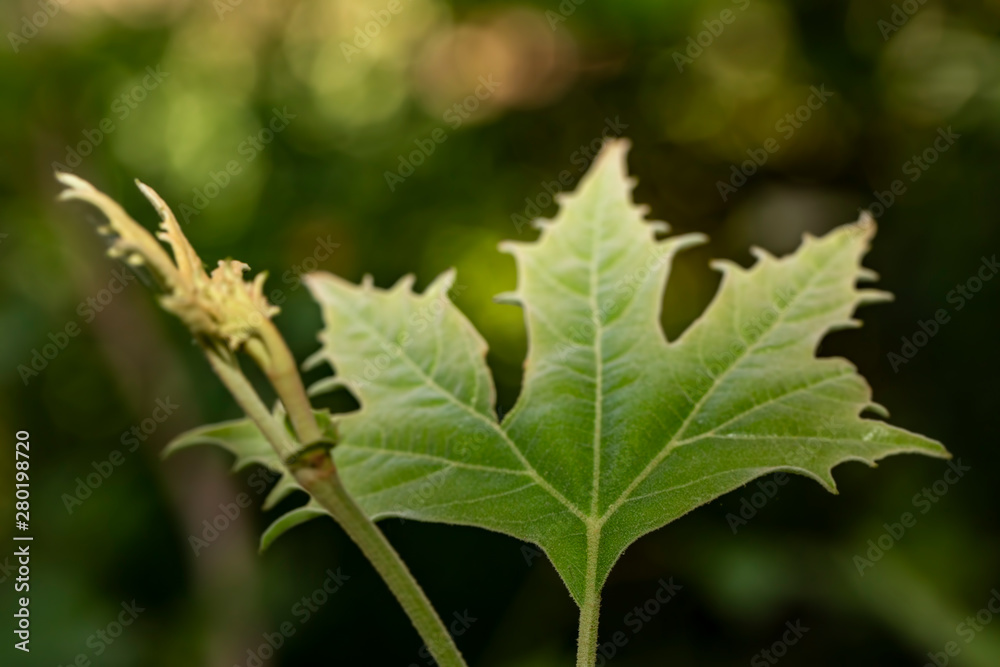 green hornbeam leaf foreground net background flu green hornbeam leaf foreground net background flu