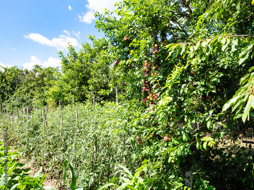 tomato and squash bushes and plum trees in garden