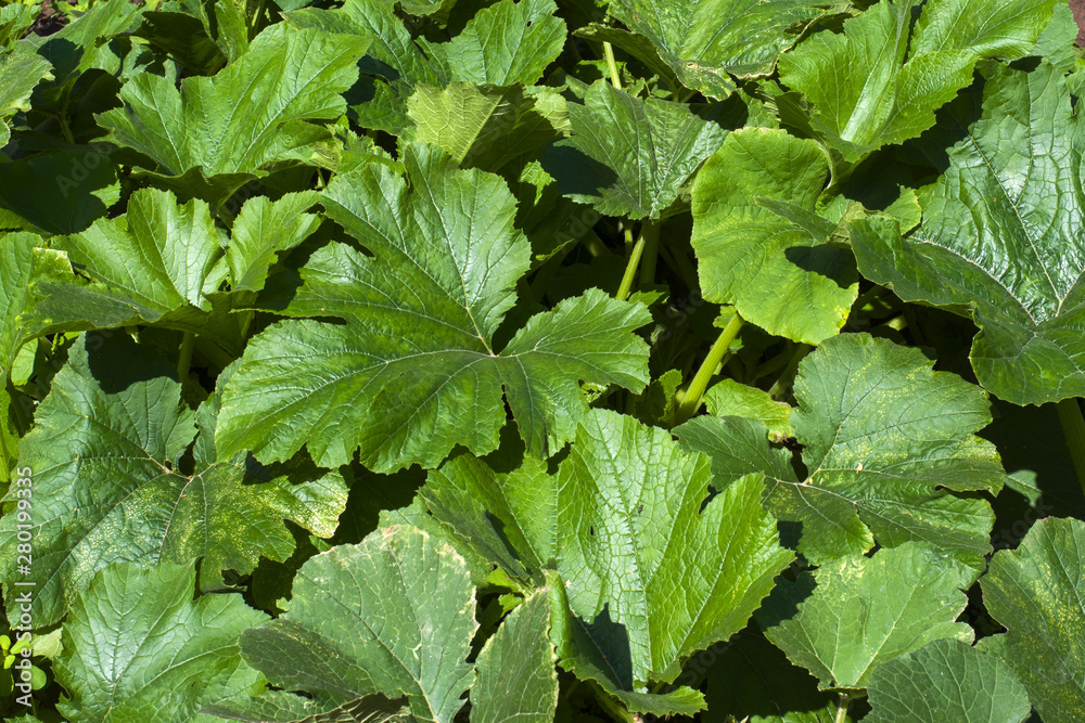 Zucchini seedling growing on a vegetable bed. Cultivation and planting of zucchini. Young seedlings of zucchini in the garden Zucchini seedling growing on a vegetable bed. Cultivation and planting of zucchini. Young seedlings of zucchini in the garden
