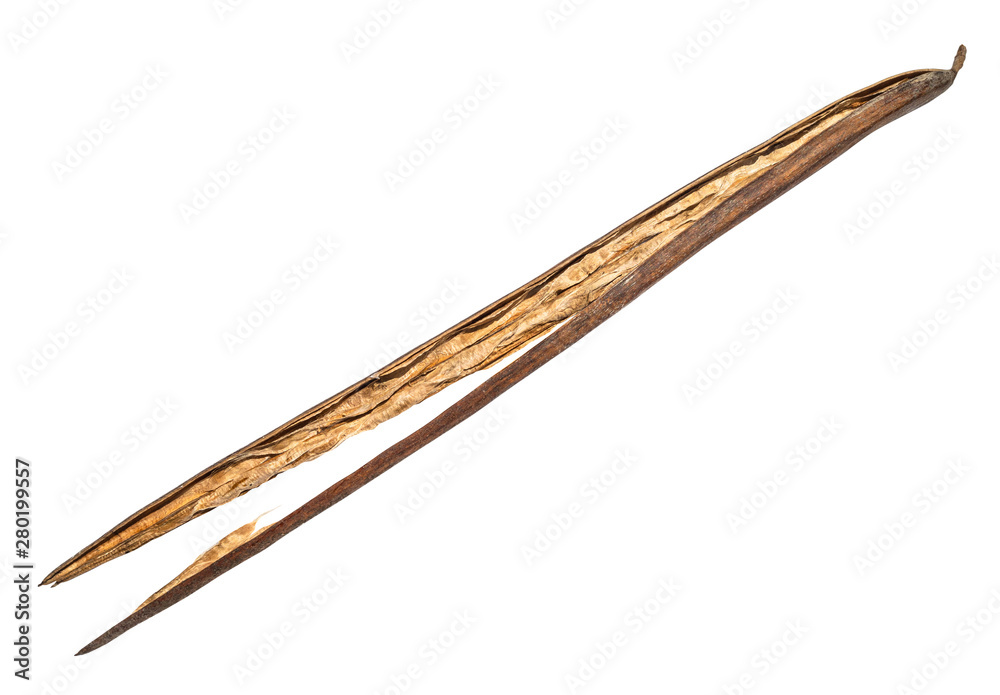 dried bean pod of catalpa cut out on white dried bean pod of catalpa cut out on white