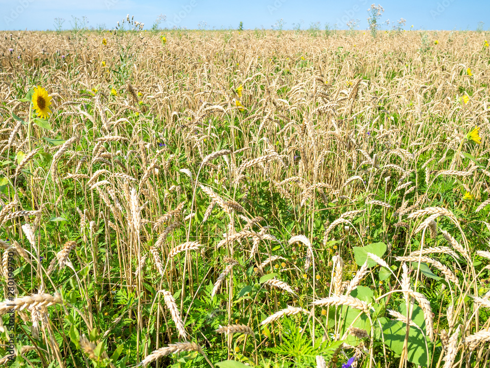 Fototapeta premium overgrown wheat field with sunflower in summer