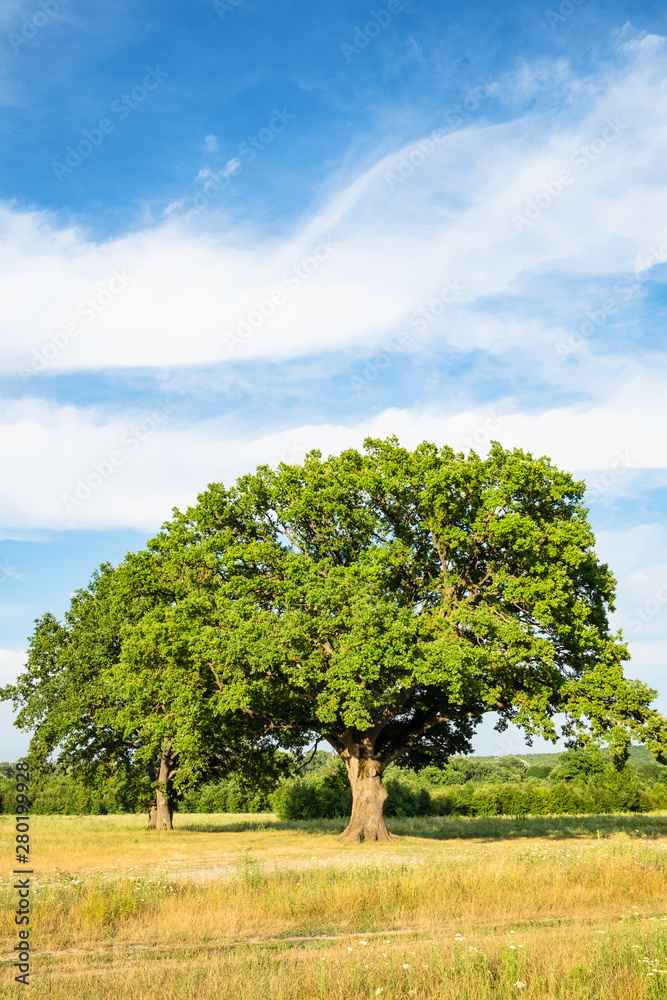 old green oak tree on meadow on summer day old green oak tree on meadow on summer day