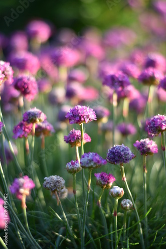 Grasnelken (Armeria) © summersum