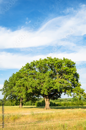 old green oak tree on meadow on summer day