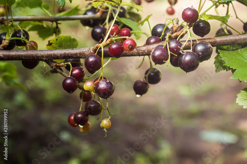 Ripe black currants hanging from bush ready for harvest.