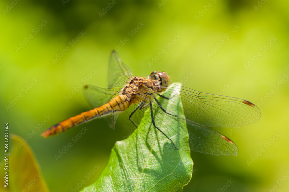 Image of beautiful dragonfly in a garden Image of beautiful dragonfly in a garden