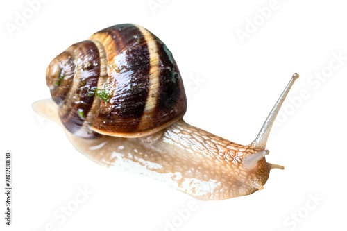 wet live snail cutout on white
