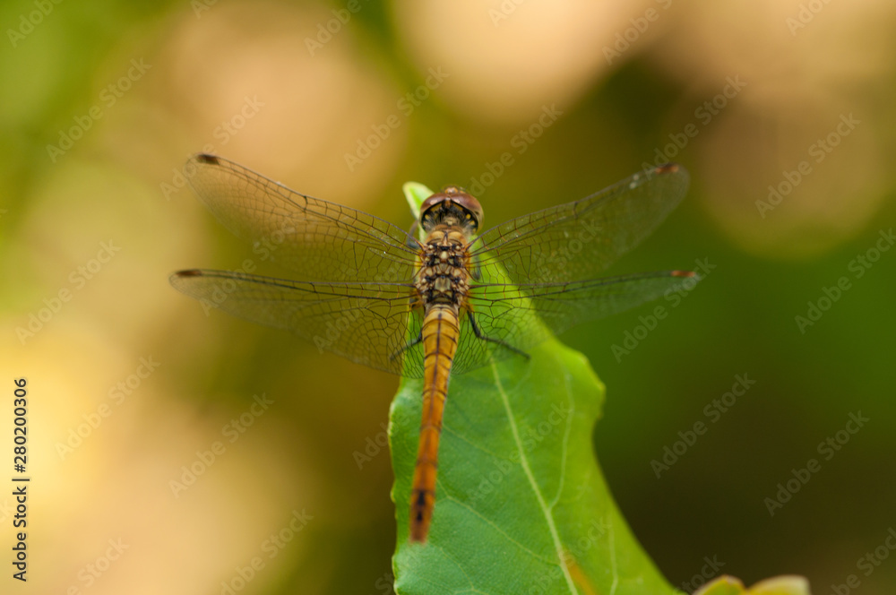 Image of beautiful dragonfly in a garden Image of beautiful dragonfly in a garden