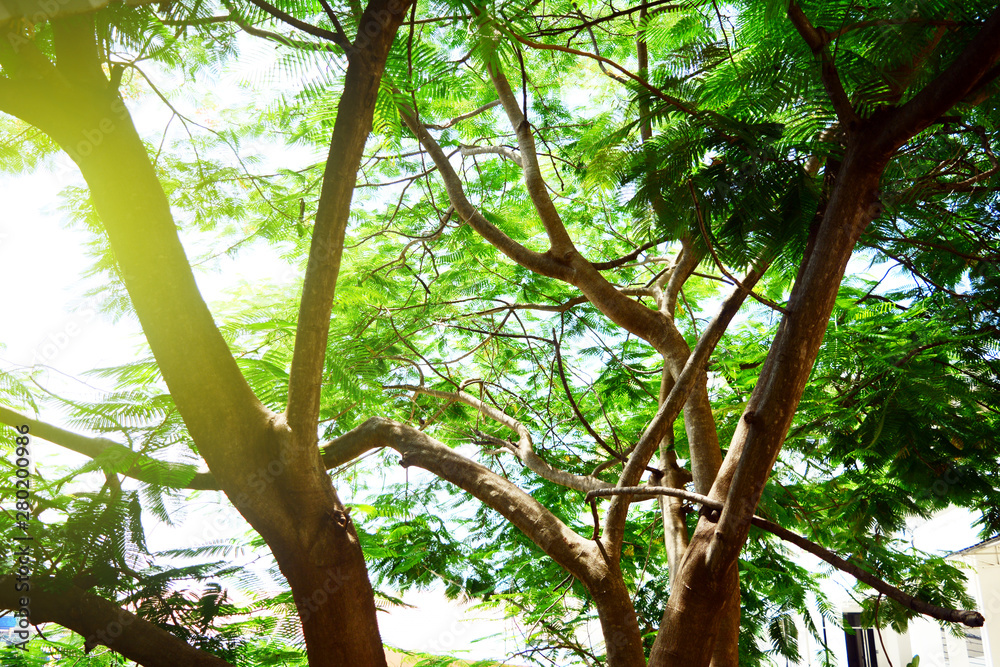 the trunk of flame tree and green young leaves in the park city morning with yellow sunlight