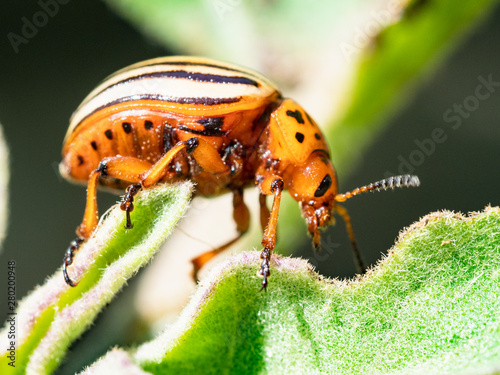 potato bug on eggplant leaf close-up in garden