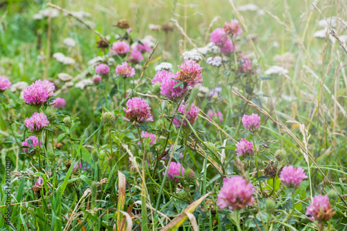Field with blooming flowers of white and lilac clover