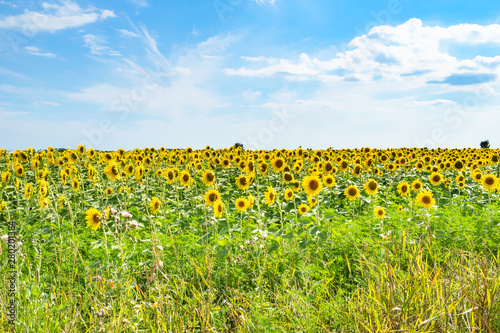 view of sunflower field under blue sky in summer