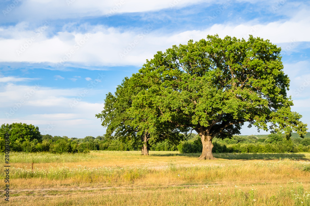 old oak trees on meadow at summer sunset old oak trees on meadow at summer sunset