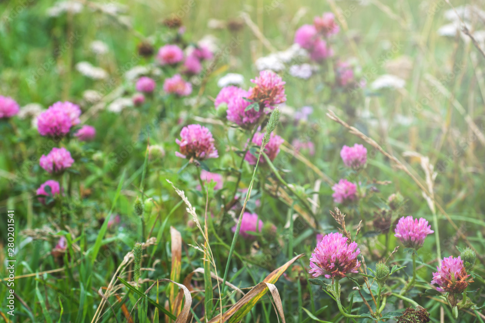 Field with blooming flowers of white and lilac clover Field with blooming flowers of white and lilac clover