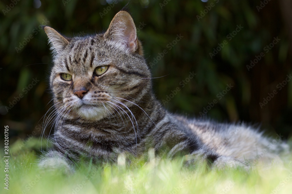 Adult tabby cat on lawn with copy space Adult tabby cat on lawn with copy space