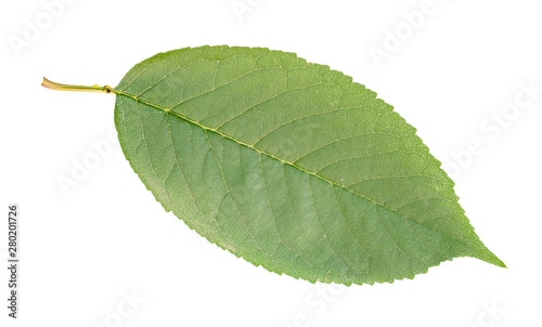 fresh green leaf of sweet cherry tree cut out