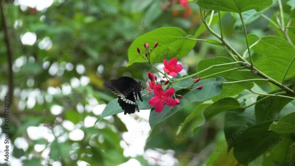 Beautiful dark black butterfly hangs on to a bright pink flower as it feeds on nectar. Green leaves in the background and colorful floral buds. Beautiful dark black butterfly hangs on to a bright pink flower as it feeds on nectar. Green leaves in the background and colorful floral buds.
