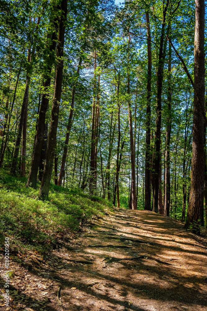Sonnendurchflutetes Waldstück am 66-Seen-Wanderweg im Landschaftsschutzgebiet Gamengrund Sonnendurchflutetes Waldstück am 66-Seen-Wanderweg im Landschaftsschutzgebiet Gamengrund