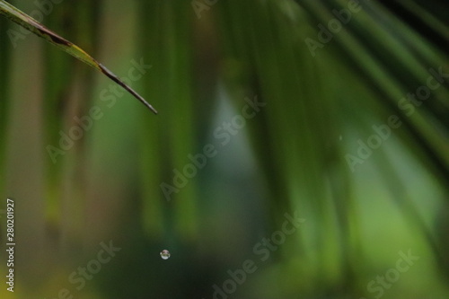 Water dripping from a single green leaf of a coconut tree