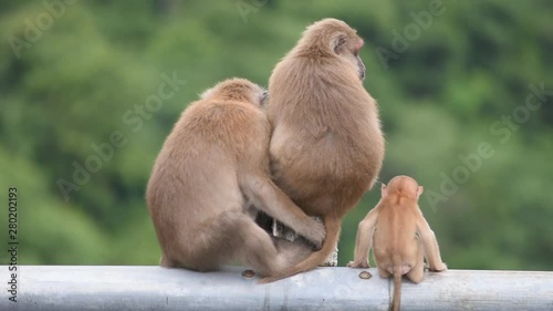 Father, mother and baby monkey sitting on a fence blocking the road Background green leaves.