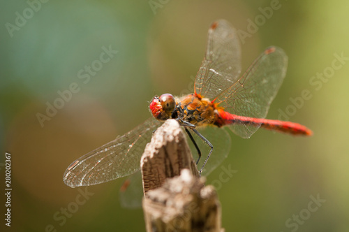 Image of beautiful dragonfly in a garden