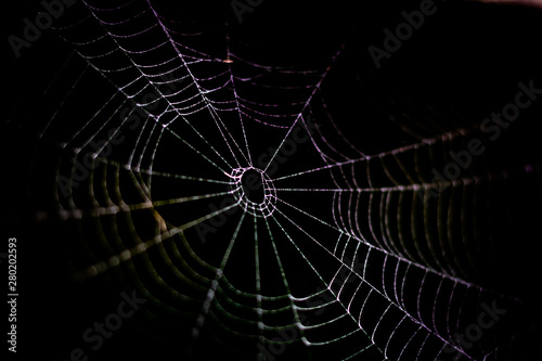 Close-up spider web in the morning with dew. Macro photography