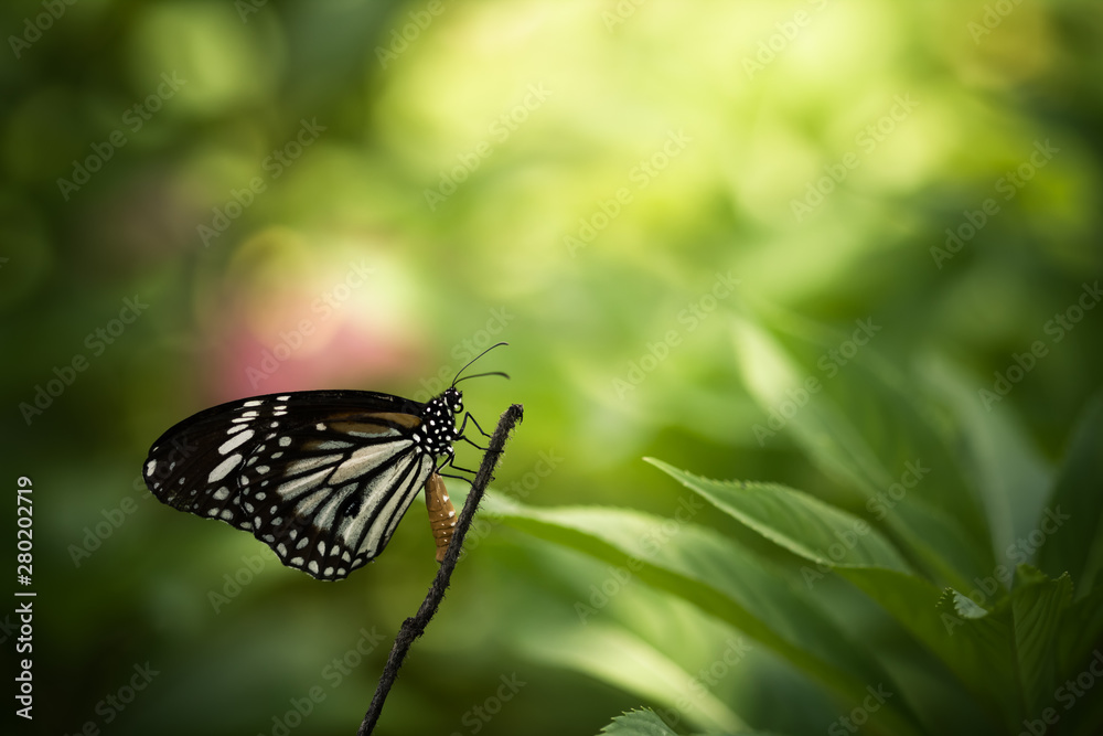 Monarch, Danaus plexippus, butterfly in nature habitat. Nice insect from Thailand. Butterfly in the green forest. Monarch, Danaus plexippus, butterfly in nature habitat. Nice insect from Thailand. Butterfly in the green forest.